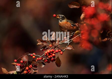 American robin Fütterung auf Crab Apple Beeren im Herbst Stockfoto