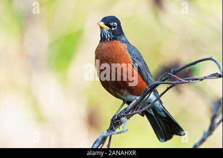 Amerikanischer robin Stockfoto