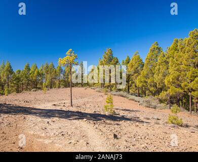 Gran Canaria, Januar, Wanderweg in Las Cumbres, dem höchsten Areal der Insel, Teil der Route bei Pico de las Nieves, Roque Nublo Stockfoto