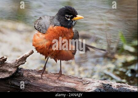 Amerikanischer robin Stockfoto