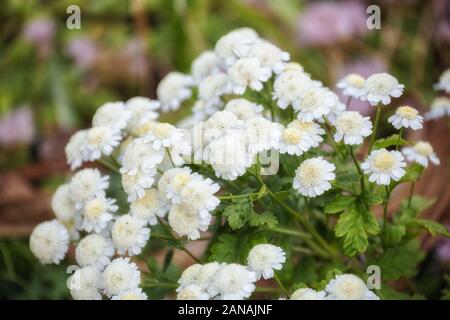 Mutterkraut (Pyrethrum und Tanacetum parthenium), Garten mit weißen Blumen Stockfoto