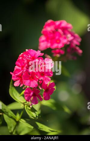 Blühender Phlox (Phlox paniculata, Herbst Phlox, Garten Phlox, mehrjährig Phlox oder Sommer phlox). Hell-rosa Blüten close-up auf einem dunklen Hintergrund Stockfoto