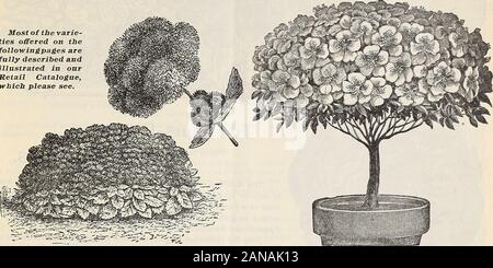 Dreer die vierteljährlichen Großhandel Preisliste: Werkzeuge, Düngemittel, Insektizide, Verbrauchsmaterialien, etc. f Garten und Gewächshaus Pflanzen.... 10 17 18 19 Spezialitäten in Roses winterharte Pflanzen 20 21 Allgemeine Liste 22 27 JEardy Kletterer 28 29 Sträucher 30 Seiten. Wasserpflanzen und Seerosen 31 Glühlampen 32 Blumen Samen 33 bis 45 Allgemeine Liste von Gemüsesaatgut 46 51 Gemüse, Pflanzen, Wurzeln und Pflanzen 52 Gras- und Kleesaatguterzeugung 52 bis 53 verschiedene Werkzeuge, Düngemittel, etc., etc. 54 58 Betrag nach vorne gebracht, um Blatt für Saatgut, Pflanzen, Blumenzwiebeln, &c. Henry A. Dreer, 714 chestnutst INC. PHILADELPHIA, PA. Datum, Name, Post, Express O Stockfoto