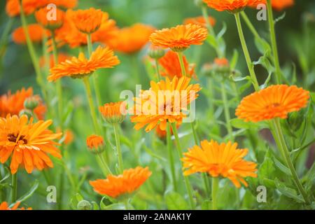 Helles orange calendula Blüten (Calendula officinalis, Pot marigold, ruddles). Natürliche floral background Stockfoto