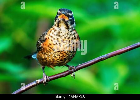 Juvenile amerikanischen Robin Nahaufnahme Stockfoto