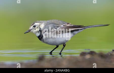 Junge Bachstelze geht durch grünes Wasser auf der Suche nach Insekten und anderen Lebensmitteln Stockfoto
