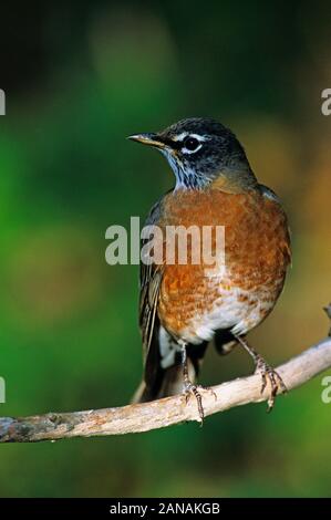 American Robin portrait Nahaufnahme Stockfoto