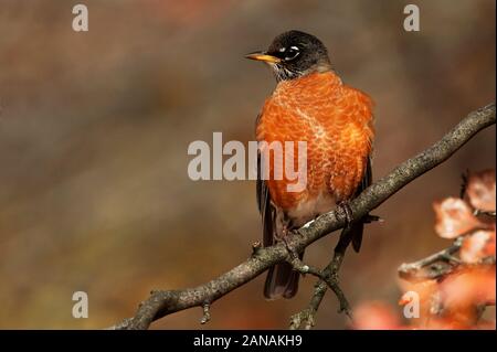 American Robin portrait Nahaufnahme Stockfoto