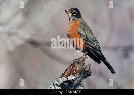 Amerikanischer robin Stockfoto