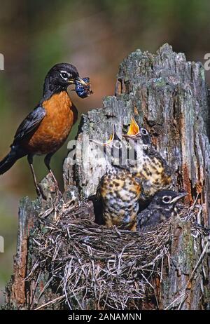 Eine amerikanische Robin füttern junge Küken im Nest Stockfoto