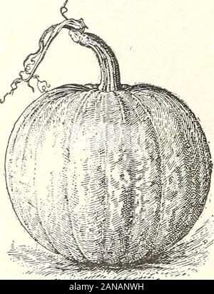 Saatgut Jahresbericht 1906. Von Fracht oder Express, bei pur-Chaser kosten, yS 2,50 pro 100 Ihs. Süße Käse, ODER KENTUCKY FELD. Die beliebteste Sorte im Süden. Obst abgeflacht, der Durchmesser werden zwei oder drei Mal mehr als die Länge; skinmottled hellgrün und gelb, Wechsel auf reichhaltige Creme Farbe wie sie reift; fleshyellow, zart und der ausgezeichneten quaUty. Pkt. 5c; Oz. 10 c 3 Oz. 15 c; % Lb. 30 c; Lb. 50C. Von Fracht oder Express, an den Käufer kosten 22,50 $ pro 100 Pfund Pl Plimnkin wir dieses ein wahres Kürbis anstatt ein Squash betrachten, wie es Rix, ruiilpiVlli manchmal genannt. Der fast runde, Kom Stockfoto