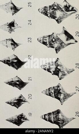 Die Variationen und ökologische Verteilung der Schnecken der Gattung Io. Erläuterung zu Platten ()-9. (Breite&lt; wenn Sh *^1 V, ^f Xy Stockfoto