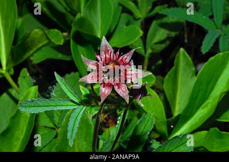 Comarum palustre (Marsh circumboreal cinquefoil) hat eine Verteilung, die sich in Nordamerika, Europa und Asien im Wasser Körper Margen. Stockfoto