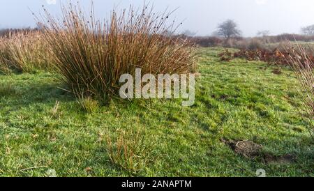 Herbst morgen auf ein kornisches Moor wie die Sonne verbrennt der Nebel Stockfoto