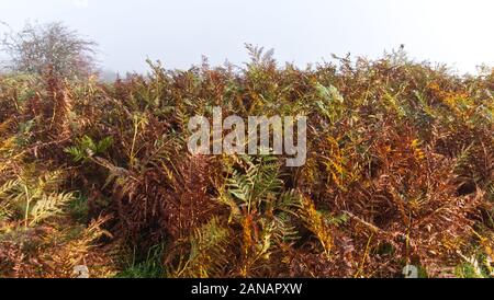 Herbst morgen auf ein kornisches Moor wie die Sonne verbrennt der Nebel Stockfoto