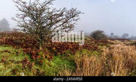 Herbst morgen auf ein kornisches Moor wie die Sonne verbrennt der Nebel Stockfoto