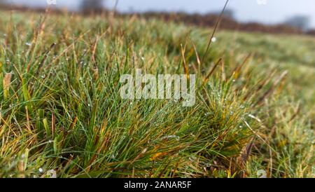 Herbst morgen auf ein kornisches Moor wie die Sonne verbrennt der Nebel Stockfoto