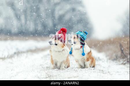 Zwei cute rot Corgi Hunden neben einander sitzen im Park für einen Spaziergang an einem Wintertag in lustigen warmen gestrickten Mützen während starker Schneefall Stockfoto