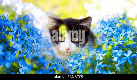 Süße kleine Kätzchen sitzt in einem Garten unter blauen Blüten an einem sonnigen warmen Tag Stockfoto