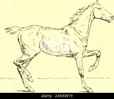 Die Punkte der Pferd: Eine bekannte Abhandlung über equine Konformation. Abb. 43. - Beginn der schräg rechts.. Stockfoto