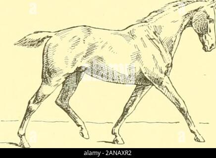 Die Punkte der Pferd: Eine bekannte Abhandlung über equine Konformation. ^^^ Abb. 39.- Anfang des LeftDiagonal.. Abb. 40.- Ende LeftDiagonal. Stockfoto