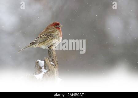 Ein Haus Fink, Haemorhous mexicanus, Schnee Sturm Stockfoto