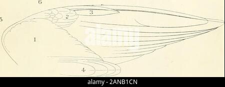 Eine Systematik der Farben für Naturforscher: und Kompendium für nützliches Wissen für Ornithologen. . A. Ein emai-^ Fremdwährungsabschlüsse primäre Lagerträger. b. Eine sinuafed Primäre-Quill.. 1. Unter Aviii^- Höhle oder Verkleidung der Tragfläche! 2. Unter primärer - konvertiert. 3. Unechte Primär. 4. Axillars. 5. Biegung der Flügel oder das Karpaltunnelsyndrom. 6. Carpo - metacarpal Gemeinsame. Platte XIV. Stockfoto