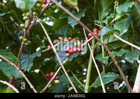 In der Nähe von Kaffee Bohnen wachsen Stockfoto