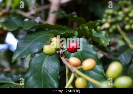 In der Nähe von Kaffee Bohnen wachsen Stockfoto