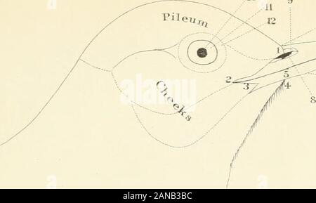 Eine Systematik der Farben für Naturforscher: und Kompendium für nützliches Wissen für Ornithologen. . Hinweis. Die pileum umfasst die Stirn, Krone, und ocdput. Der Begriff Wangen ist mehr oder weniger unbestimmte Bedeutung, sondern im weitesten Sinn kann gesagt werden, die auriculars, suborbital Region und onalar Region zu gehören. Es ist jedoch manchmal eingeschränkt, um die eine oder die andere dieser Divisionen. Die Region supraloral (15), superciliary Region (14) und siqyra - Congelador region (13) zusammen, oder wenn (wie in der Abbildung), bilden einen superciliary Streifen. Platte XII-- ^^10 n Stockfoto