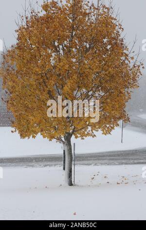 Eine frühe Schneesturm, mit Schnee rund um ein Ahornbaum in gelbe Blätter in Wisconsin, USA Stockfoto