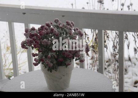 Rosa Chrysanthemen abgedeckt im Schnee in einem frühen Herbst Schnee fallen in Wisconsin, USA Stockfoto