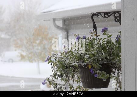 Eine eingemachte, haning Pflanze mit lila Blüten, im Schnee in einem frühen Herbst Schneesturm in Wisconsin, USA Stockfoto