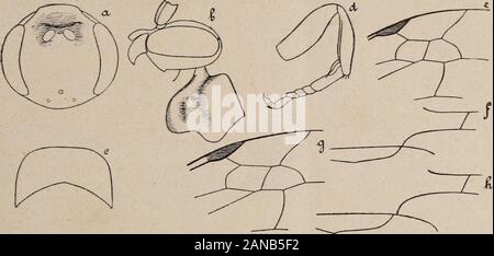 Revue Suisse de Zoologie. . X 23. -/=extrémité de labdomen, Gesicht dorsale, x21. - 1 g = Plaque sous-génitale, de Dessous, x30. - H=ar-mure génitale, x 29. -I= aile antérieure, x 8,5. - / = aile postérieure, x9. Zweige des Pinzetten longues et zerkleinert; prolongements basilairespresque aussi sehnt sich que les branches, un peu plus Gerichte que lescrochets (Abb. 12 h). La deuxième Cellule de Taile cubitale antérieureest à peu près aussi Haute que groß; nervule dans le prolongementde La basale (Abb. 12 i). Eine laile postérieure, La veine cubitale rejointla Mediane un peu en deçà de la transverso - anale Stockfoto