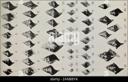 Die Variationen und ökologische Verteilung der Schnecken der Gattung Io. Erläuterung an Platte 4. (Zeigt die Entwicklung des Tankkörpers und seiner spinosity.) HOLSTON RIVER SYSTEM - fortgesetzt. Abbn. 1-13. Los 94. Gruppe 13. Bluff Stadt, Tenn Erweiterten 1/6. Abbn. 14-20. Los 88. Gruppe 16. Rogersville, Tenn Erweiterten 2/5. Abbn. 21-34. Lose 87 und SS. Gruppe 16. Rogersville, Tenn natürliche Größe. Abbn. 35-47. Los 90. Gruppe 17. Cobb Ford, Tenn natürliche Größe. 100 Stockfoto