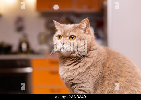 Portrait von cute Scottish Straight Cat Close-up gegen einen unscharfen Innenraum Stockfoto