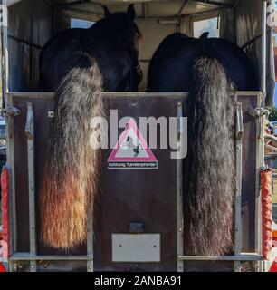 Horse Trailer und zwei Pferde bereit zu reisen Stockfoto