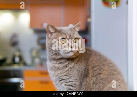 Portrait von cute Scottish Straight Cat Close-up gegen einen unscharfen Innenraum Stockfoto