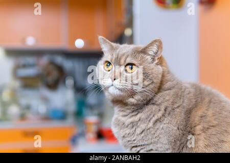 Portrait von cute Scottish Straight Cat Close-up gegen einen unscharfen Innenraum Stockfoto