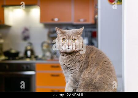 Portrait von cute Scottish Straight Cat Close-up gegen einen unscharfen Innenraum Stockfoto