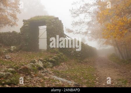 Landschaft mit Nebel in einem Kastanienwald in der Nähe von montanchez. Der Extremadura. Spanien. Stockfoto