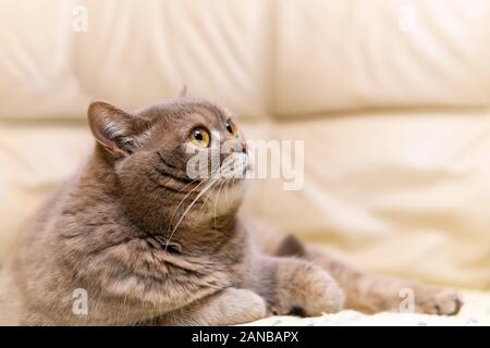 Portrait von cute Scottish Straight Cat Close-up gegen einen unscharfen Innenraum Stockfoto