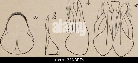 Revue Suisse de Zoologie. . Rts que les prolongements basilaires. Ceux-cisont pourvus claviformes, dune Grat longitudinale incurvée. Uncià peu près de la hauteur des prolongements basilaires. Les branchesde La volsella dépassent un peu les Pinzette (Abb. 6/). Eine laile antérieure, le nervule se trouve dans le prolongementde La basale qui est sinueuse. Bord radial de la troisième fois plus cubitaledeux Gericht que le Bord radial de la Deuxième (Abb. 6 g). Eine laile postérieure, La cubitale rejoint fortement la Mediane au-delà de la transverso - anale (Abb. 6 h). Lappareil copulateur présente de Grandes r Stockfoto