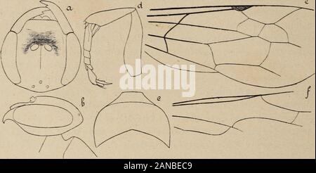 Revue Suisse de Zoologie. . Länge insgesamt: 14 mm à 15 mm: AILES: 11 mmà 12 mm. Forte espèce à Tête Platte. Chaperon grossen, langen, Mais ne couvrantpas complètement Les mandibules. Labre saillant. Pronotum 1% fois au * plus Gericht que le mésonotum. Celui-ci, plus lange quelarge. Premier Artikel des tarses antérieurs 3% quele Deuxième fois plus lange. Laile postérieure prenant Cubitale de naissance surla Mediane au-delà de la transverso - anale. Noir, Sauf deux Haken rouges, confluentes ou Pas, au deuxièmearceau dorsalen et une Courte ligne Brune à lorbite externe. Bauch 224 G. MONTET à reflets Sparbuchs Stockfoto