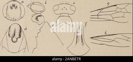 Revue Suisse de Zoologie. . E Länge. G. MONTET eine laile antérieure, La deuxième Cellule cubitale est Carrée; latroisième, Presque triangulaire, Sohn bord radial natteignant quele Tiers du Nivernais radial de la Deuxième. Première et troisième veinescubitales arquées Maildienst. Le nervule rejoint la Mediane un peuau-delà de la basale (Abb. 3e). La cubitale de laile postérieure rejoint la Mediane au-delà de latransverso - anale. Celle-ci est longue, avec une presquedans courbure, et le prolongement de lanale (Abb. 3/). Tour nier (1889 b) eine donné une bonne Beschreibung de la femellede cette espèce daf Stockfoto