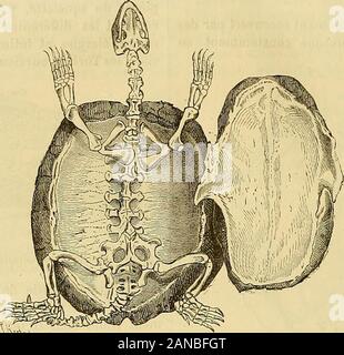 Merveilles de la Nature: l'Homme et les Animaux, Beschreibung populaire des Races humaines et le règne Animal. Abb. 89. - Crânedo Tortue, Vu parla Gesicht inférieure (*.sunissent mehr oder weniger intimement auxvérita - blesosprovenant dusqueletteintime tiluer pourcons - La Boîte solide et résistante dans laquelle {ich Le crâne esteniior avec Les tracés du cerveau iti Situ. Prnx, prémaxillaire; N, nasale; P/, prcfrontal; Pa, parié-Tal; u, maxillaire; P, Palatin, Bo, tympanique; Eo, exoc - cipilal; So, siisoccipital, Ps, vonier (daprès Huxley). () / Mi, prémaxillaire; Mx, maxillaire; Ju, jugal: Lo, vomer; P Stockfoto