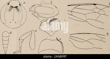 Revue Suisse de Zoologie. . Rses I, II, III, IV. 218 G. MONTET eine laile antérieure (Abb. 1/), La troisième Cellule cubitale est trian - gulaire, la Deuxième, Presque carrée; le presquedans nervule se trouve Le prolongement de la basale. Eine laile postérieure (Abb. lg), laveine cubitale se trouve dans le prolongement de la transverso - anale. Tournier (1889 a) ein donné une bonne Beschreibung de cette espècequil na par la suite Séparée du genre Pompilus que, pour la faireentrer dans le genre Meracus (Tourn.). 2. Pedinaspis alligatus (Tourn.). Meracus alligatus. Tournier, 1889 b, S. 156, n° 2, Ç. Pompilus ein Stockfoto