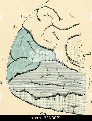 "Traité d'anatomie humaine.de la Vision ousphère visuelle. - Tous les Auteurs sontgénéralement daccord pour Placer dansle lobe Okzipitalen le Centre kortikalen de lavision, Mais les Divergenzen commencentquand Il sagit den préciser les Limits. Tandis que Henschen le lokalisieren aux deuxlèvres de la scissure calcarine, Monakowlui rattache toute lécorce du Lappen occi-Pital, aussi bien Celle des Deux faces infé - rieure et externe que Celle de la Gesicht in - terneblech. Le Centre visuel est Trop restreintdans la première hypothèse, trop étendudans La seconde. Vialet, dont les Feststellungen zu Sion sur ce Point reposent Sur Stockfoto