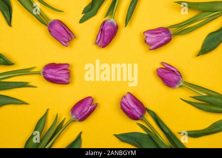 Sieben pink, lila Tulpen auf gelbem Hintergrund Stockfoto