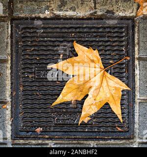 Maple Leaf auf einem Regen Rost im September in Barcelona Stockfoto